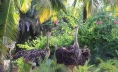 LẠC VÀO KHU VƯỜN CÙNG NHỮNG “CƯ DÂN MỚI” SIÊU ĐẶC BIỆT CỦA ECOGARDEN